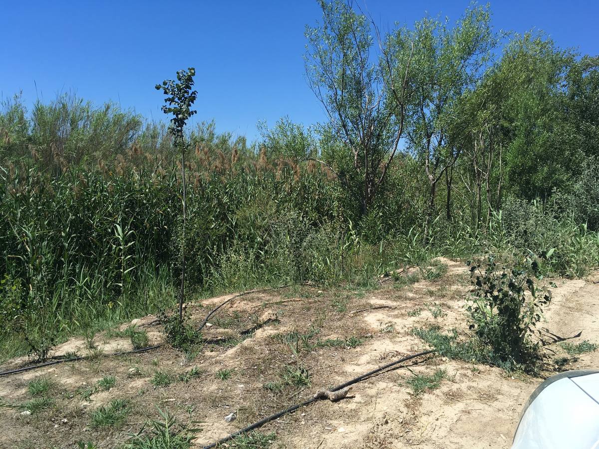 El bosque de galería cubrirá amplios tramos de las riberas del río en pocos años