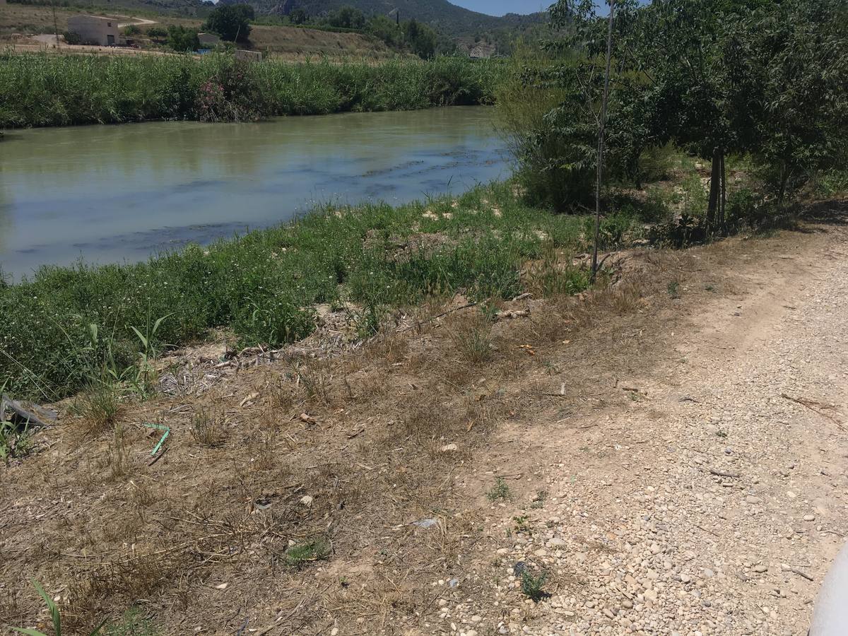 El bosque de galería cubrirá amplios tramos de las riberas del río en pocos años
