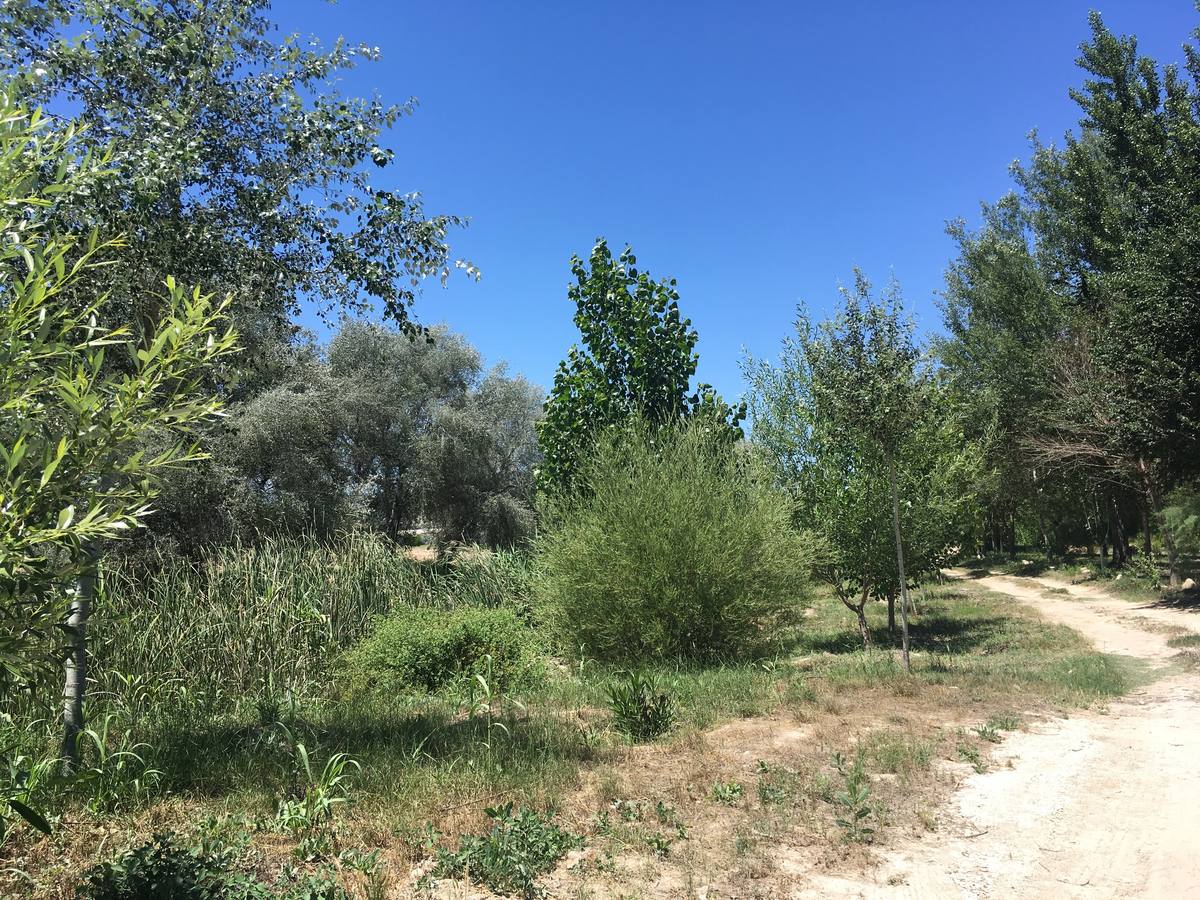 El bosque de galería cubrirá amplios tramos de las riberas del río en pocos años