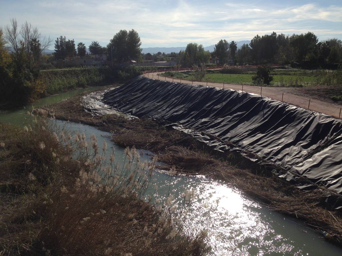 El bosque de galería cubrirá amplios tramos de las riberas del río en pocos años