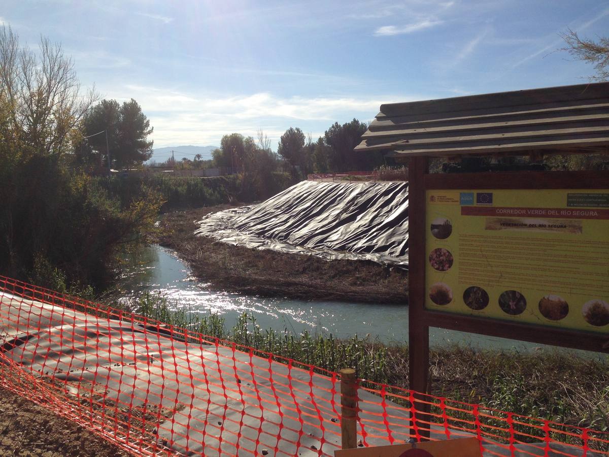 El bosque de galería cubrirá amplios tramos de las riberas del río en pocos años
