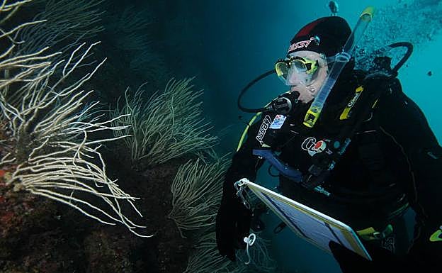 Un buzo observa una gorgonia blanca, un coral mediterráneo.