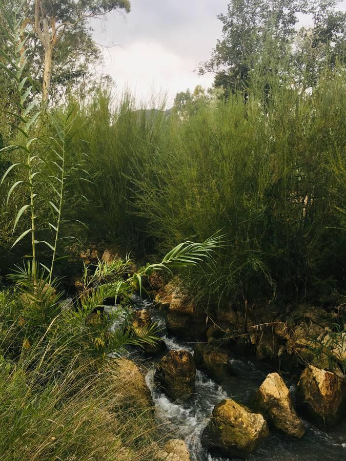 El bosque de galería cubrirá amplios tramos de las riberas del río en pocos años