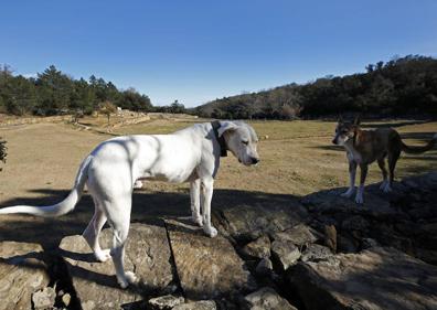 Imagen secundaria 1 - La pareja española que lo ha dejado todo para crear un santuario de animales