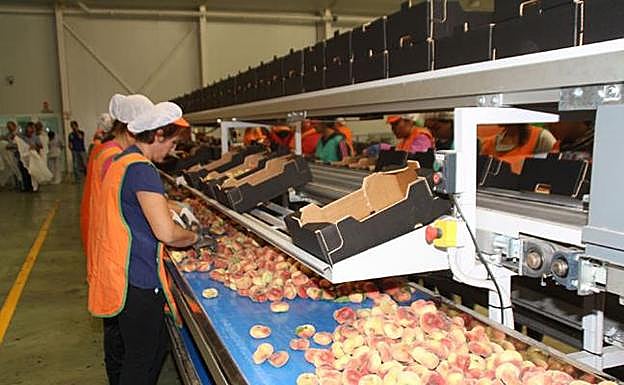 Imagen de archivo de varias trabajadoras en una fábrica de fruta. 