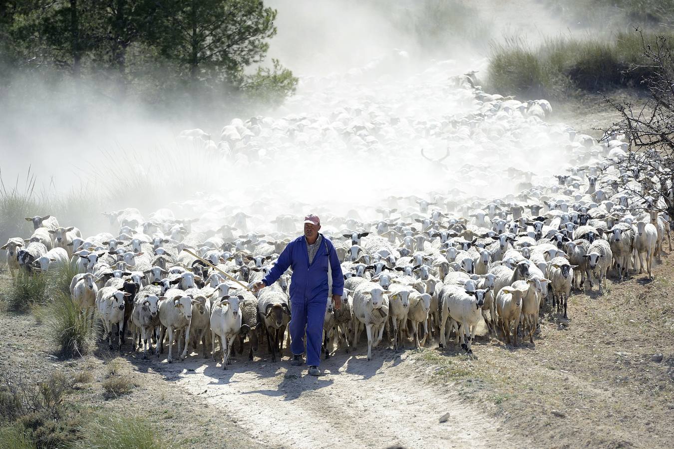 Más de 70 personas participaron el domingo en la VI Marcha Ganadera de Abarán, que discurrió por el Cordel de las Pocicas, en la Sierra de La Pila.