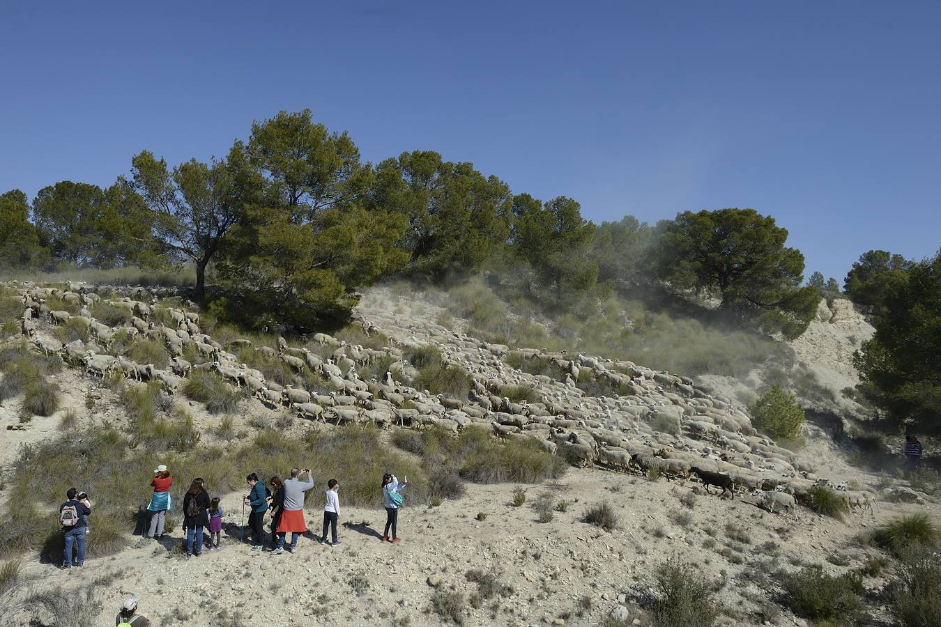 Más de 70 personas participaron el domingo en la VI Marcha Ganadera de Abarán, que discurrió por el Cordel de las Pocicas, en la Sierra de La Pila.