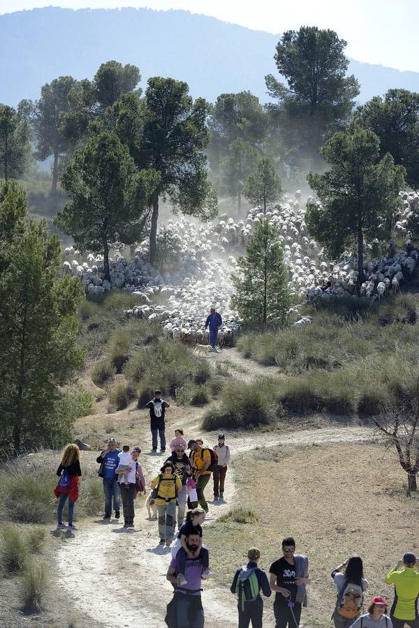 Más de 70 personas participaron el domingo en la VI Marcha Ganadera de Abarán, que discurrió por el Cordel de las Pocicas, en la Sierra de La Pila.