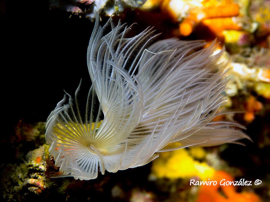 Un repaso a la fauna y la vegetación sumergida del espacio que se convertirá en tercera reserva marina de la Región de Murcia