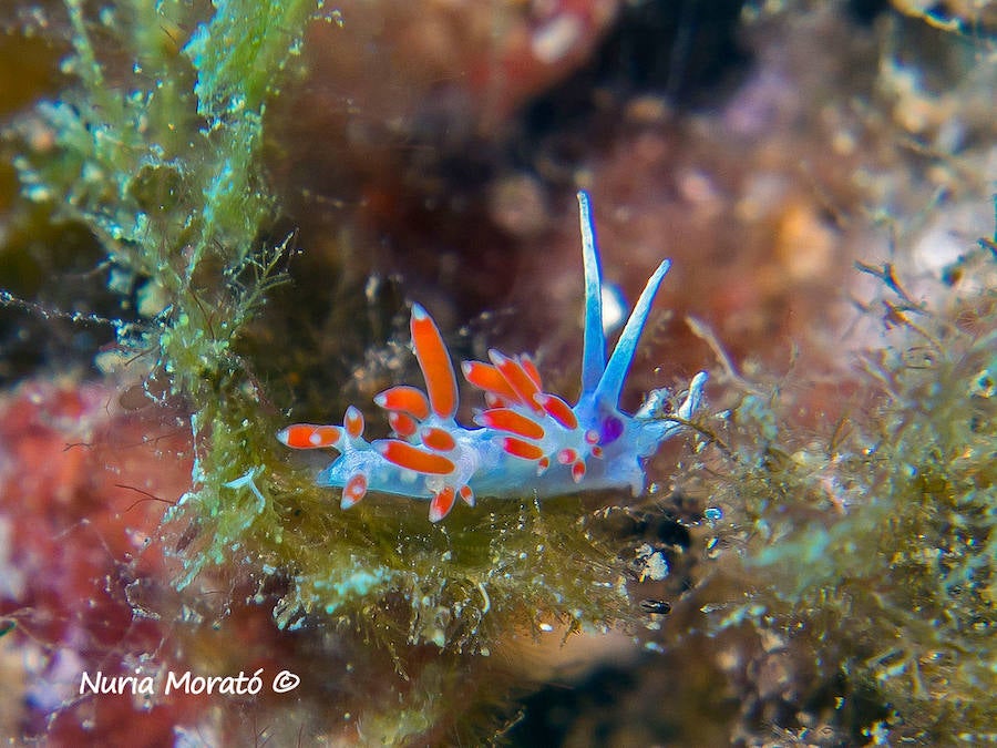 Un repaso a la fauna y la vegetación sumergida del espacio que se convertirá en tercera reserva marina de la Región de Murcia