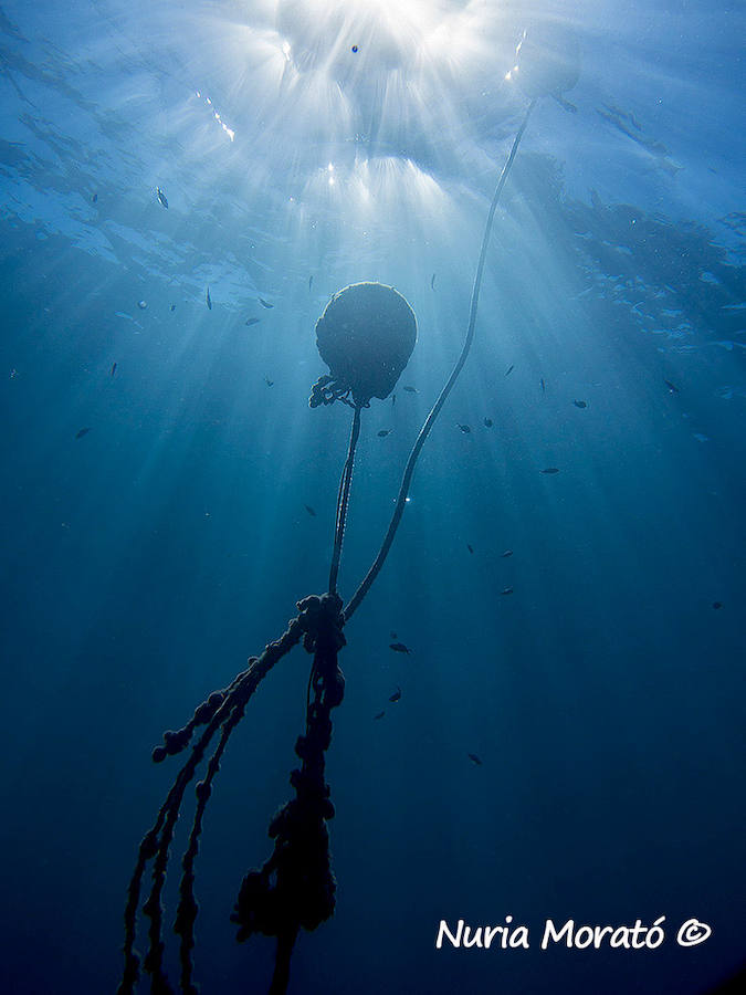 Un repaso a la fauna y la vegetación sumergida del espacio que se convertirá en tercera reserva marina de la Región de Murcia