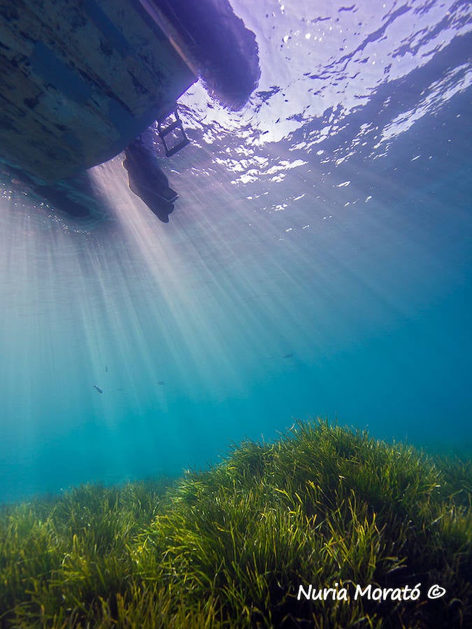 Un repaso a la fauna y la vegetación sumergida del espacio que se convertirá en tercera reserva marina de la Región de Murcia