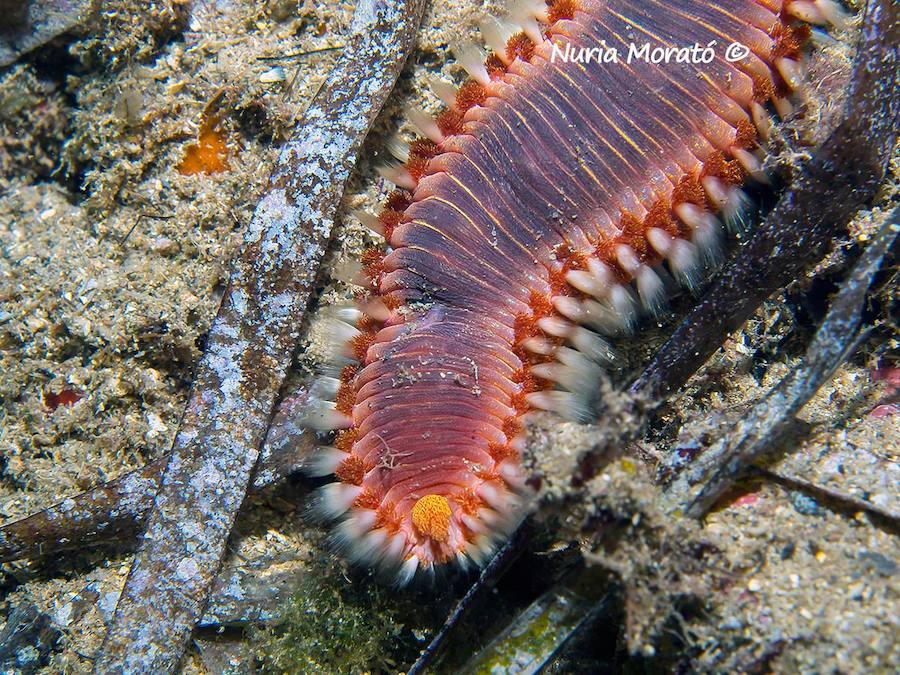 Un repaso a la fauna y la vegetación sumergida del espacio que se convertirá en tercera reserva marina de la Región de Murcia
