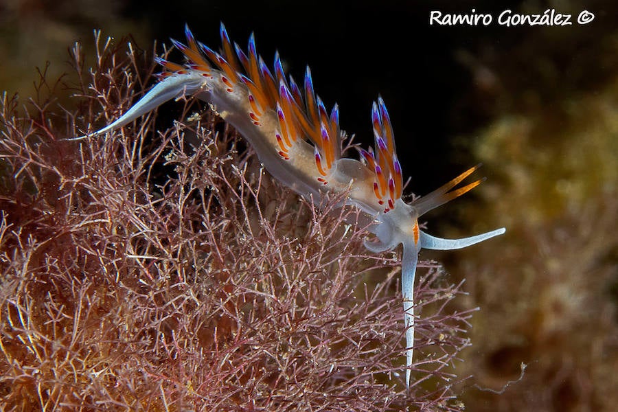 Un repaso a la fauna y la vegetación sumergida del espacio que se convertirá en tercera reserva marina de la Región de Murcia