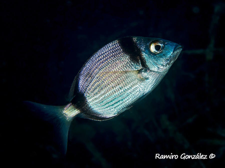 Un repaso a la fauna y la vegetación sumergida del espacio que se convertirá en tercera reserva marina de la Región de Murcia