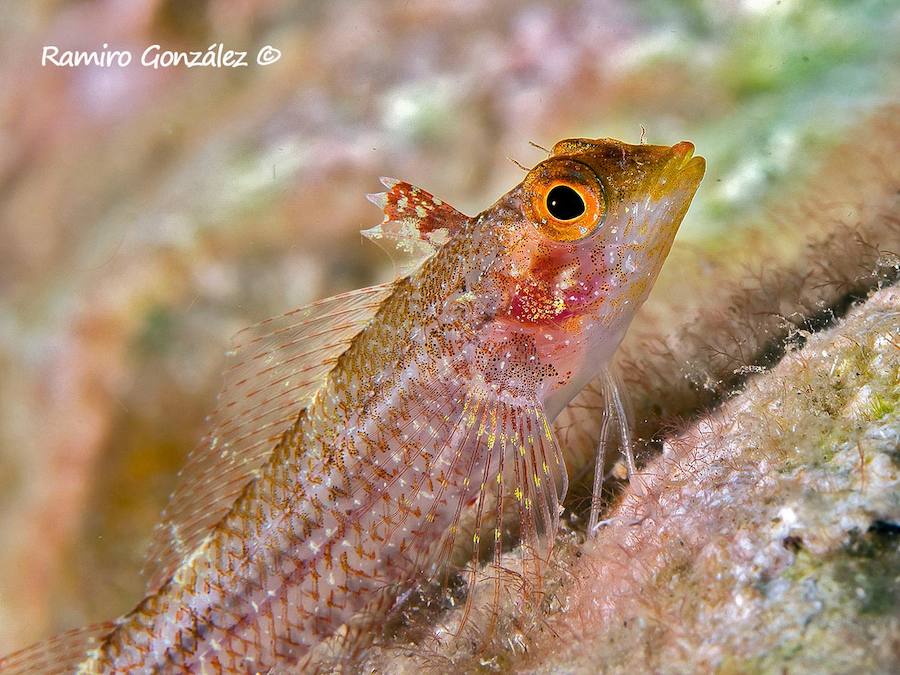 Un repaso a la fauna y la vegetación sumergida del espacio que se convertirá en tercera reserva marina de la Región de Murcia