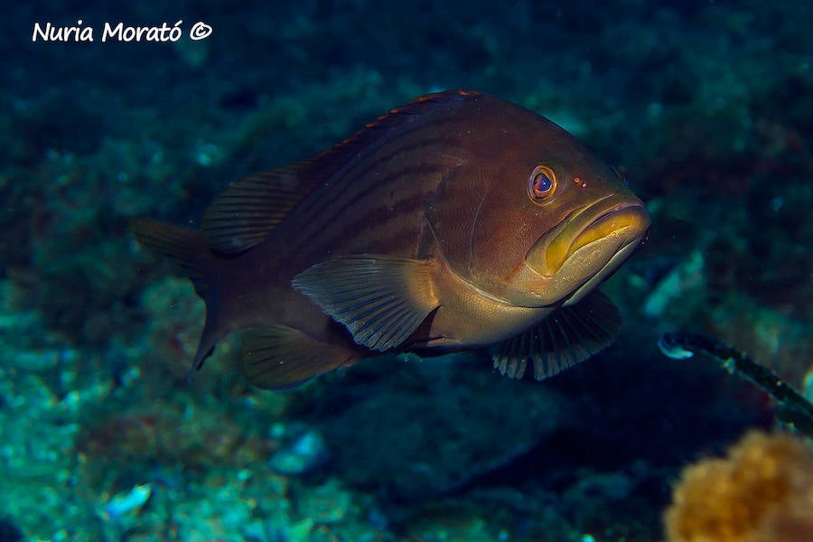 Un repaso a la fauna y la vegetación sumergida del espacio que se convertirá en tercera reserva marina de la Región de Murcia