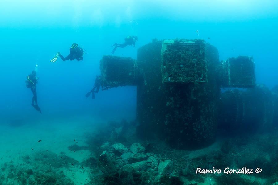 Un repaso a la fauna y la vegetación sumergida del espacio que se convertirá en tercera reserva marina de la Región de Murcia