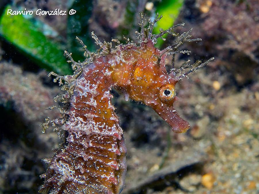 Un repaso a la fauna y la vegetación sumergida del espacio que se convertirá en tercera reserva marina de la Región de Murcia