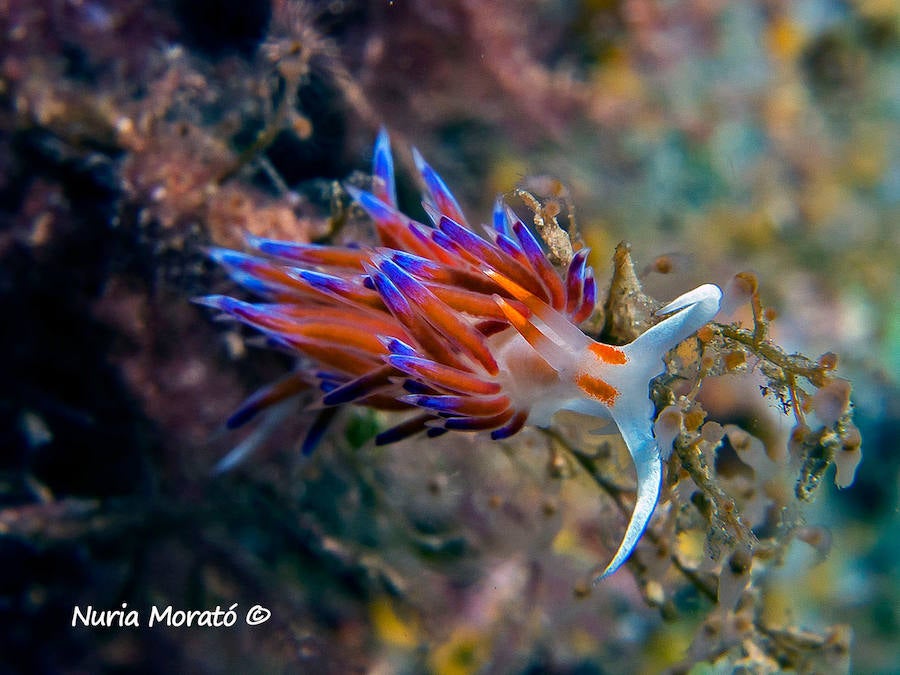 Un repaso a la fauna y la vegetación sumergida del espacio que se convertirá en tercera reserva marina de la Región de Murcia