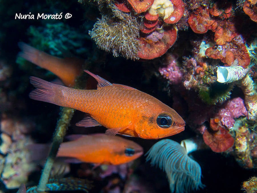 Un repaso a la fauna y la vegetación sumergida del espacio que se convertirá en tercera reserva marina de la Región de Murcia