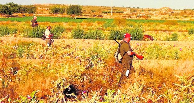 Un grupo de cazadores rastrea un campo de alcachofas en busca de conejos. 