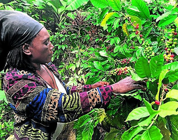 Una mujer recolecta granos de café. 