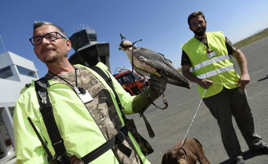 Una de las aves rapaces que vigilan el aeropuerto de Corvera. 