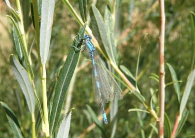 Imagen secundaria 1 - Macho de 'Brachythemis impartita'. | Macho de 'Coenagrium caerulescens'. | Ejemplar de 'Cordulegaster boltonii'. 