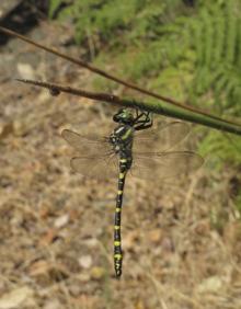 Imagen secundaria 2 - Macho de 'Brachythemis impartita'. | Macho de 'Coenagrium caerulescens'. | Ejemplar de 'Cordulegaster boltonii'. 