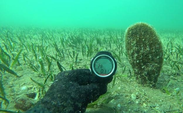 El Mar Menor sorprende con una colonia de 70 nacras