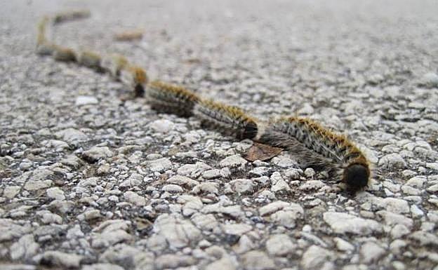 Plaga de procesionaria: cómo reaccionar para evitar que pueda ser mortal para tu perro