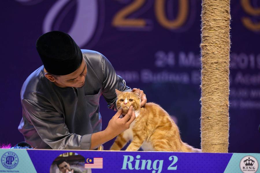 Festival de gatos celebrado en Banda Aceh, provincia de Indonesia. Varios tipos de gatos son traídos por sus dueños para ser disputados en seis categorías