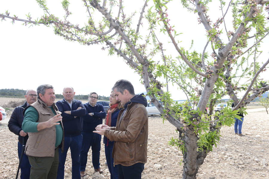 Las zonas afectadas se concentran en el Altiplano, Alto Guadalentín, Vega Alta y Noroeste. Entre los cultivos más afectados se encuentran los de almendro, albaricoque, melocotón, nectarina y tomate