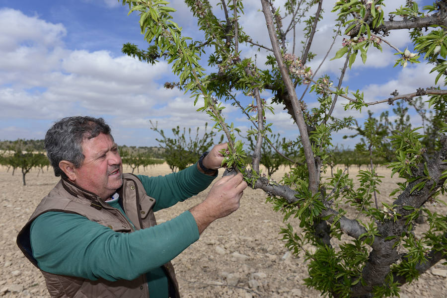 Las zonas afectadas se concentran en el Altiplano, Alto Guadalentín, Vega Alta y Noroeste. Entre los cultivos más afectados se encuentran los de almendro, albaricoque, melocotón, nectarina y tomate