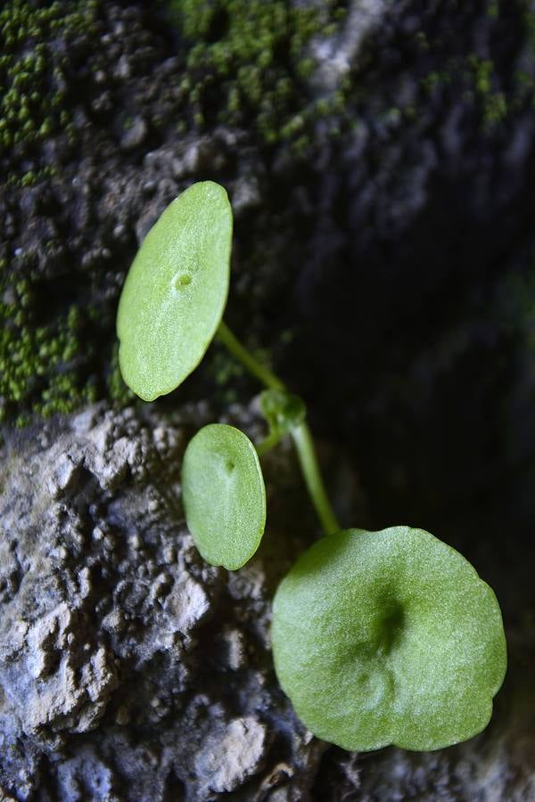Historia al natural en la Sierra de la Pila abaranera.