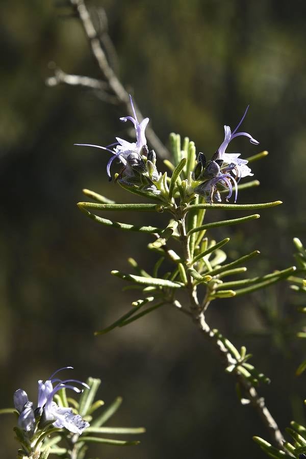 Historia al natural en la Sierra de la Pila abaranera.