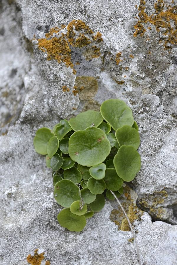 Historia al natural en la Sierra de la Pila abaranera.