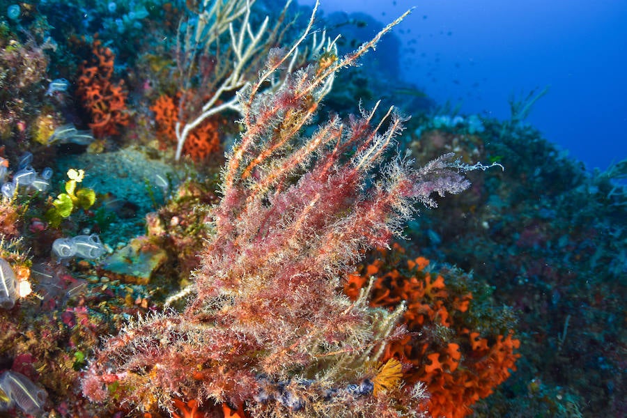 La Universidad de Murcia lanza el proyecto de ciencia ciudadana 'Centinelas del mar', para detectar cambios en la biodiversidad marina