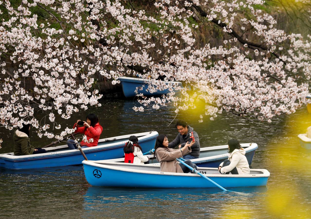 Los pétalos blancos recién florecidos de los cerezos llenan de belleza y turistas los parques de Tokio (Japón). En Washington, el Festival Nacional de Cerezos en Flor 2019 conmemora el regalo realizado en 1912 por el alcalde de Tokio Yukio Ozaki, consistente en 3.000 cerezos para la capital estadounidense. 