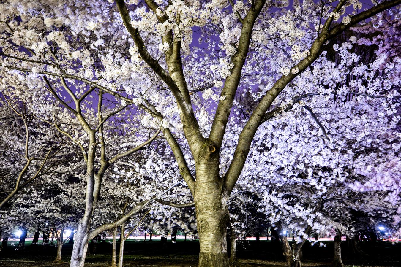 Los pétalos blancos recién florecidos de los cerezos llenan de belleza y turistas los parques de Tokio (Japón). En Washington, el Festival Nacional de Cerezos en Flor 2019 conmemora el regalo realizado en 1912 por el alcalde de Tokio Yukio Ozaki, consistente en 3.000 cerezos para la capital estadounidense. 