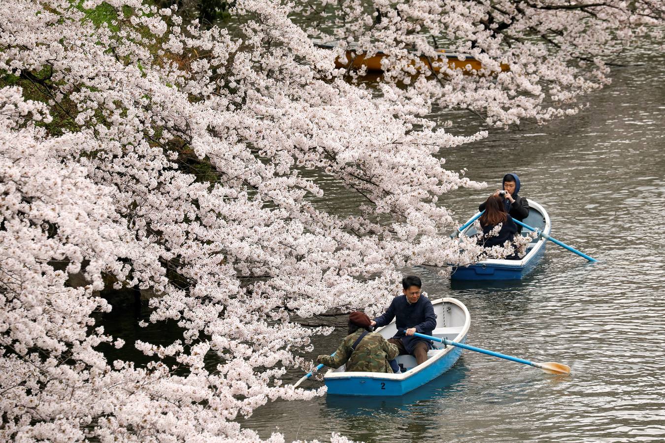 Los pétalos blancos recién florecidos de los cerezos llenan de belleza y turistas los parques de Tokio (Japón). En Washington, el Festival Nacional de Cerezos en Flor 2019 conmemora el regalo realizado en 1912 por el alcalde de Tokio Yukio Ozaki, consistente en 3.000 cerezos para la capital estadounidense. 