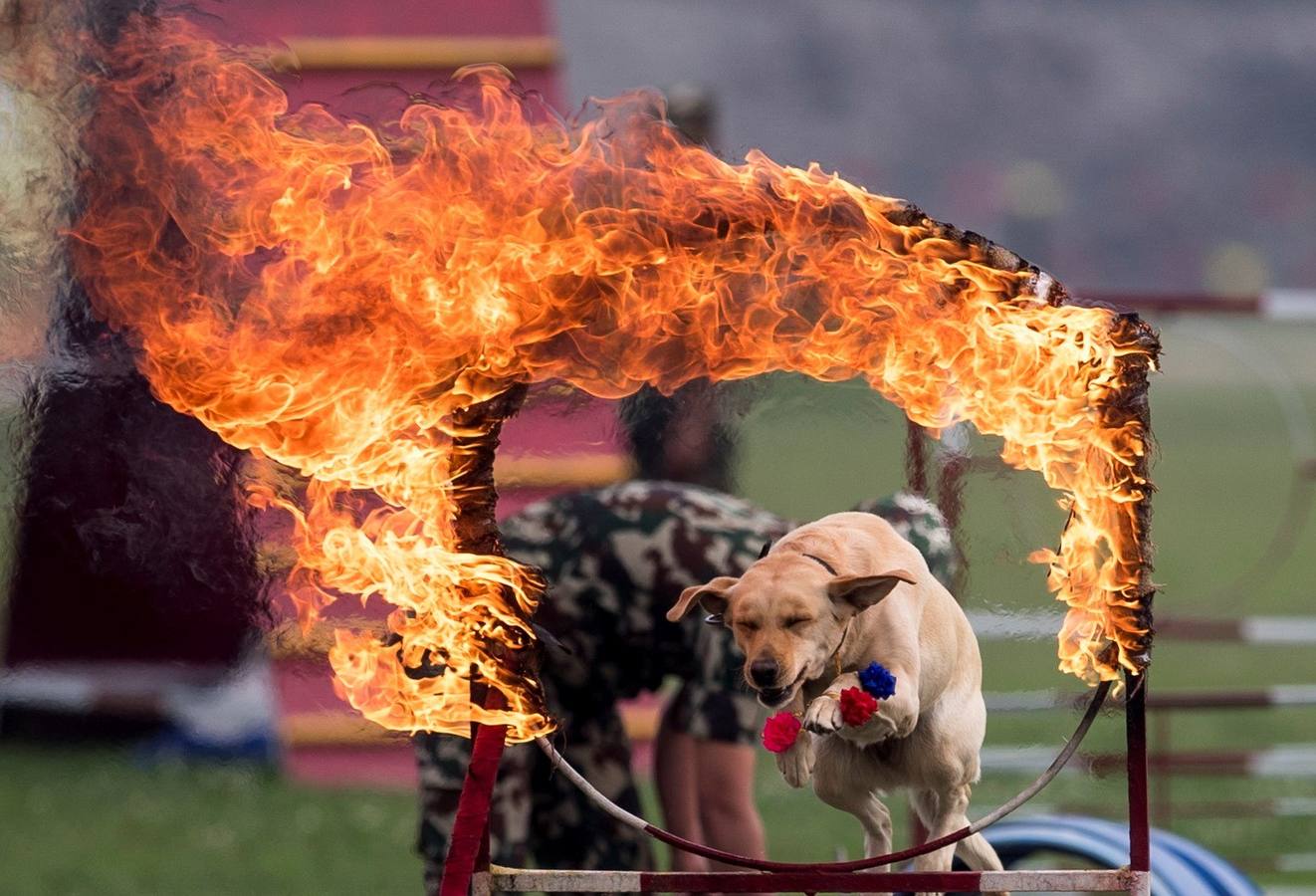 Celebración del tradicional festival hípico Ghode Jatra en Katmandú (Nepal). Este evento lo organiza el Ejército nepalés para alejar a los demonios. Miles de ciudadanos de todo el país asisten al festival.