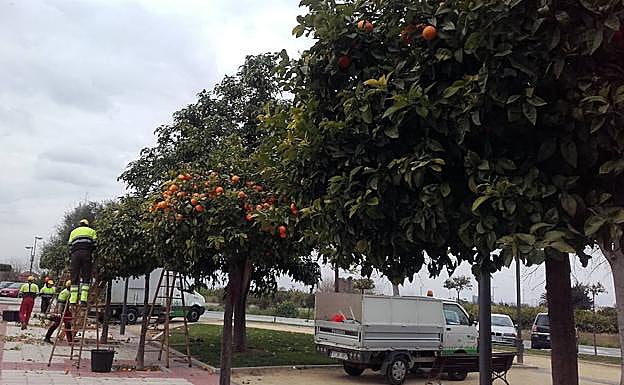 Labores de recolección de las naranjas.