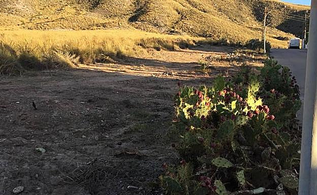 La franja de terreno desprovista de vegetación.