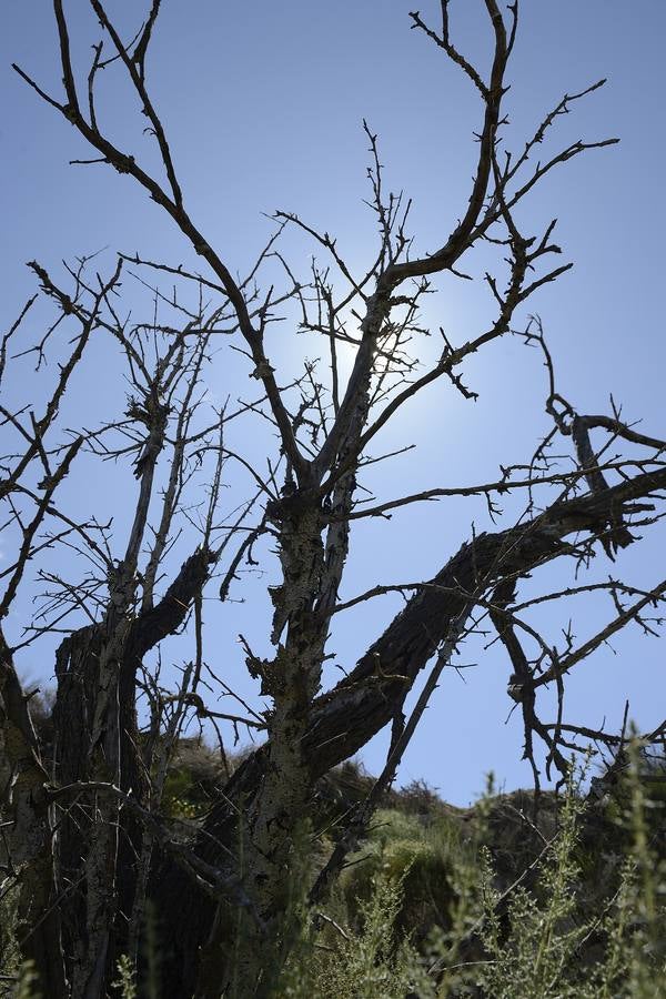 Murcia, Cartagena, Lorca, Jumilla, Abanilla, La Unión y Calasparra no tienen plan antiincendios pese al riesgo de sufrir un fuego en sus montes.