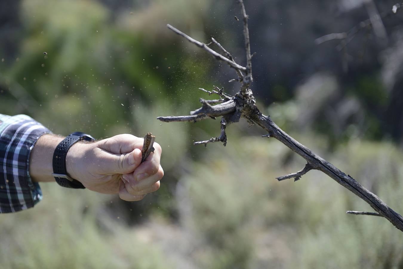 Murcia, Cartagena, Lorca, Jumilla, Abanilla, La Unión y Calasparra no tienen plan antiincendios pese al riesgo de sufrir un fuego en sus montes.