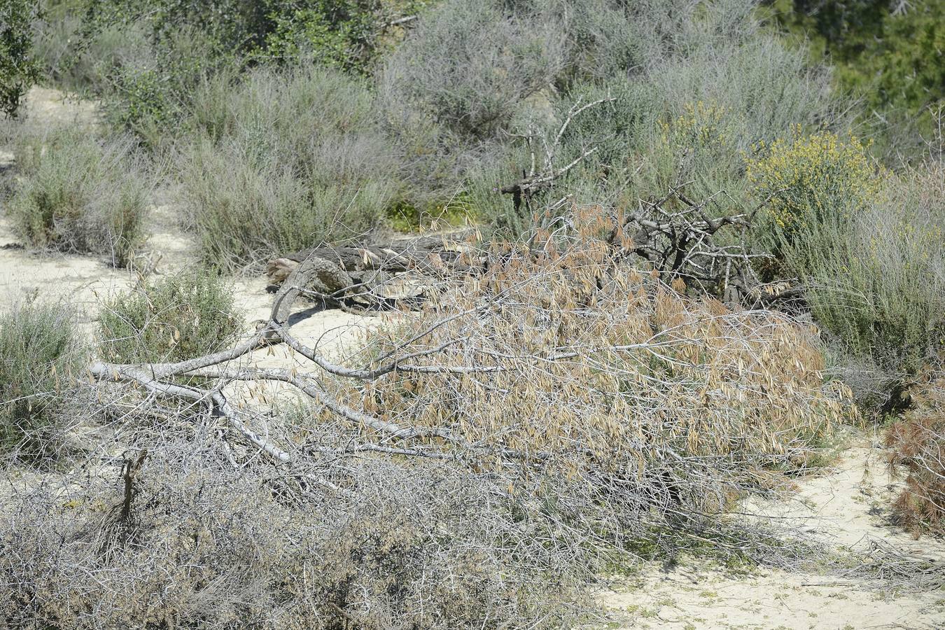 Murcia, Cartagena, Lorca, Jumilla, Abanilla, La Unión y Calasparra no tienen plan antiincendios pese al riesgo de sufrir un fuego en sus montes.