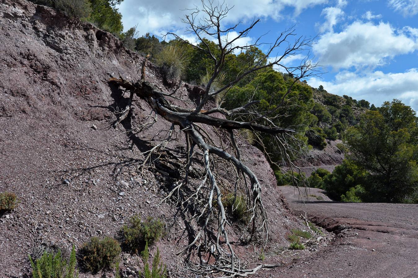 Murcia, Cartagena, Lorca, Jumilla, Abanilla, La Unión y Calasparra no tienen plan antiincendios pese al riesgo de sufrir un fuego en sus montes.