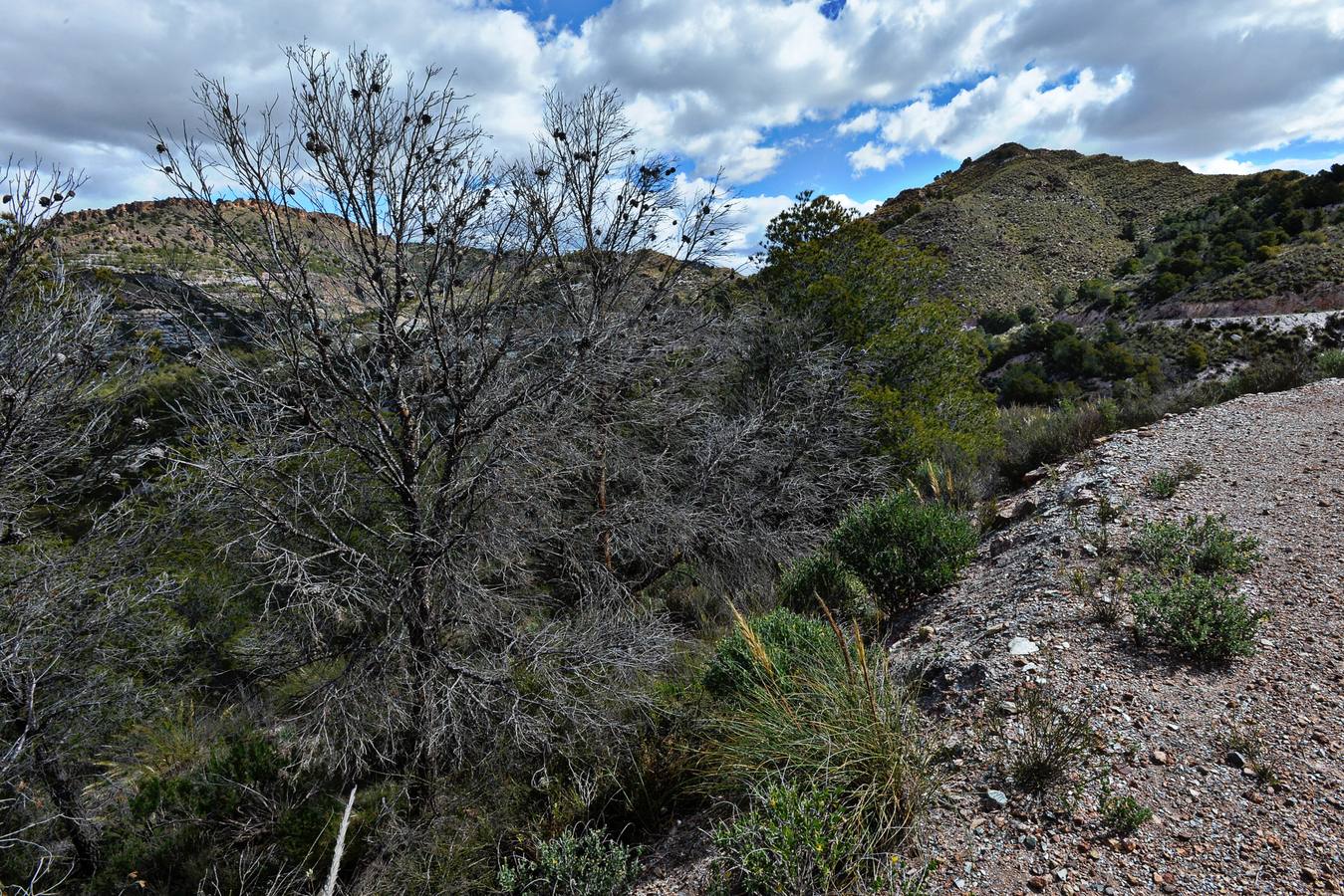 Murcia, Cartagena, Lorca, Jumilla, Abanilla, La Unión y Calasparra no tienen plan antiincendios pese al riesgo de sufrir un fuego en sus montes.